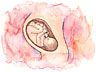 fetus.jpg